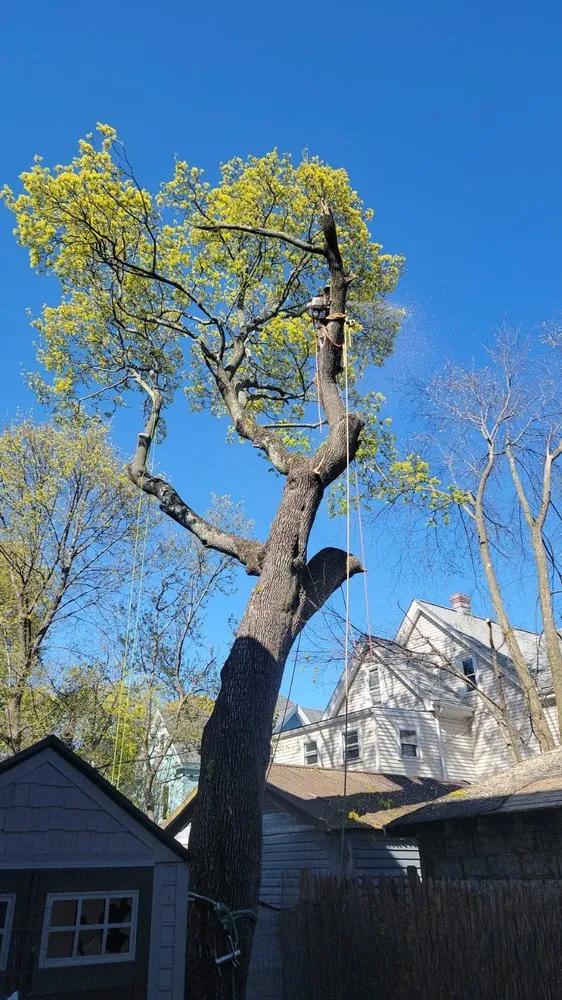 Slide of Elias Dubon Landscaping