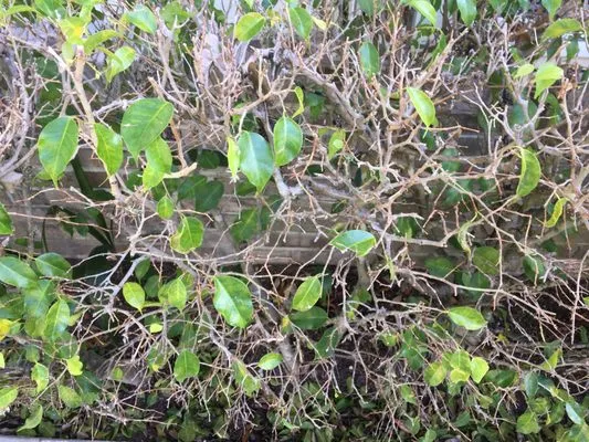 Fantastic Roof Cleaning Logo