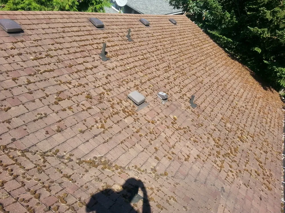 Slide of Fenix Roof Service