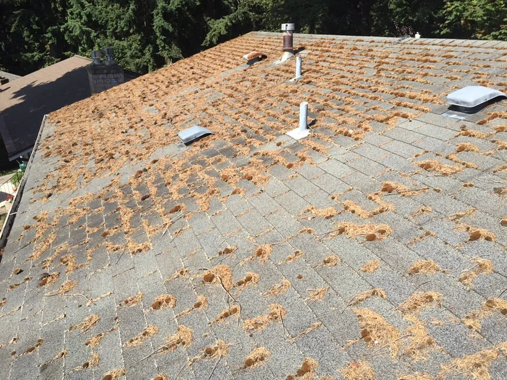 Slide of Fenix Roof Service