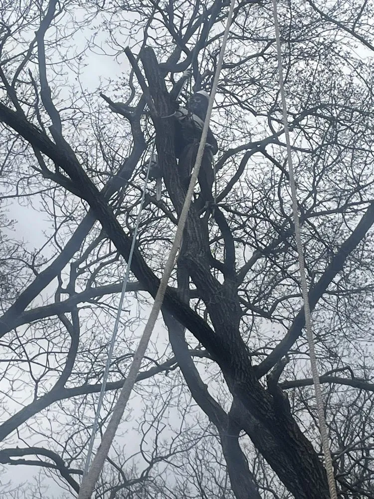 Slide of Figueroa Tree Solution Service