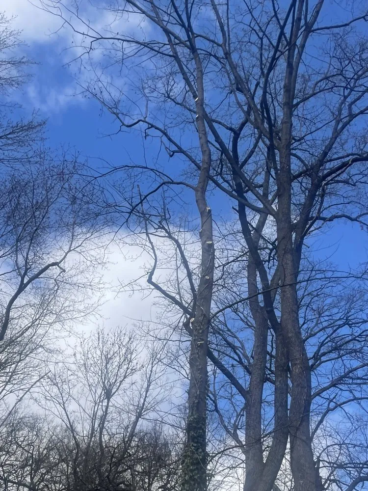 Slide of Figueroa Tree Solution Service