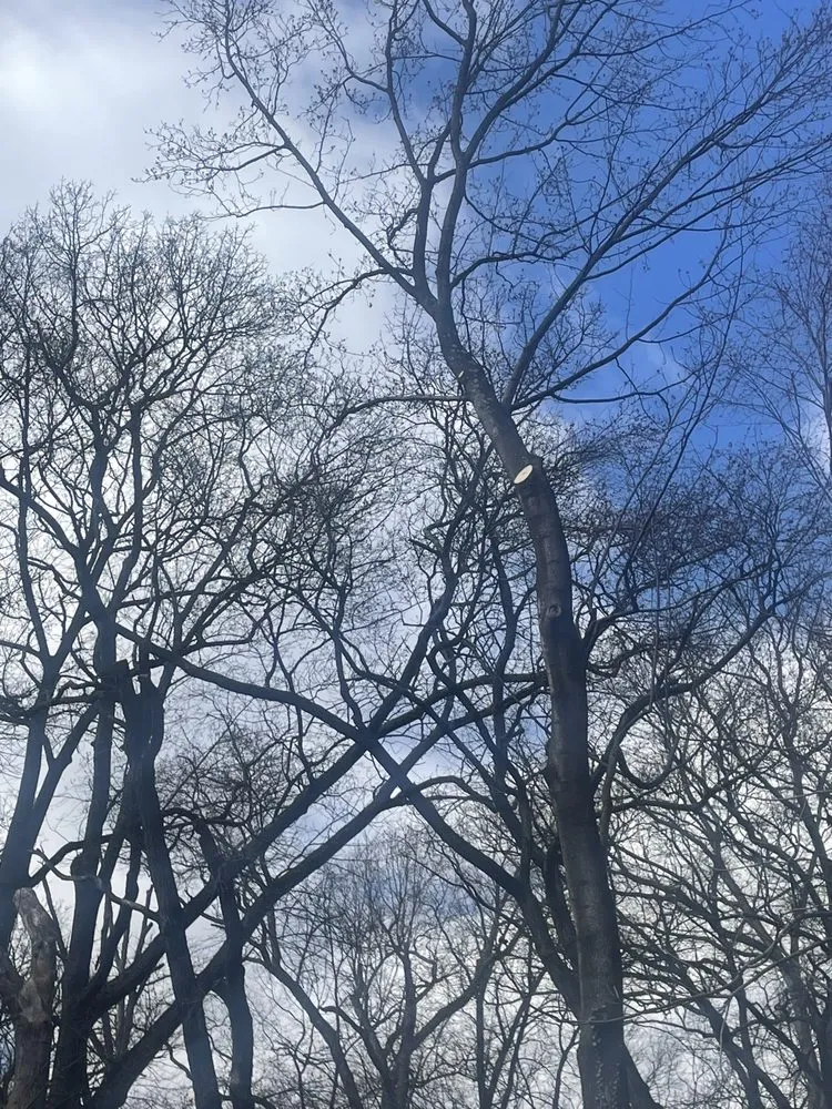 Slide of Figueroa Tree Solution Service