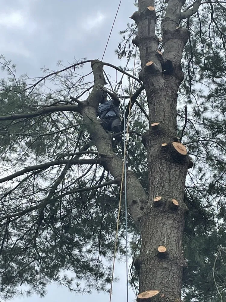 Slide of Figueroa Tree Solution Service