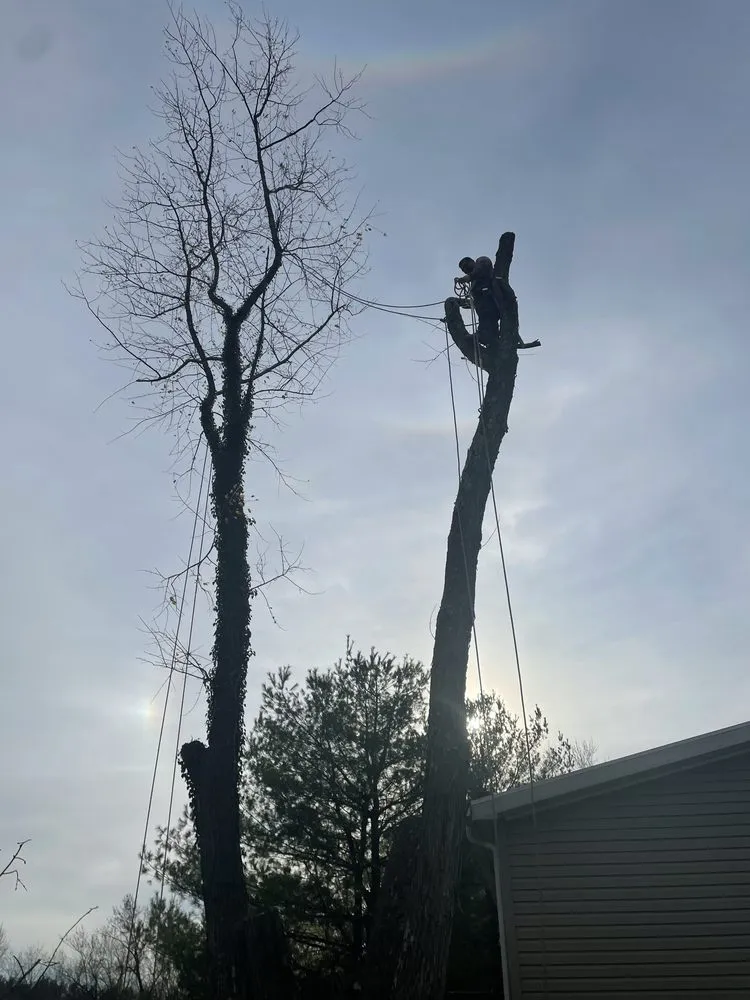 Slide of Figueroa Tree Solution Service