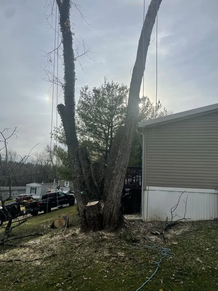 Slide of Figueroa Tree Solution Service