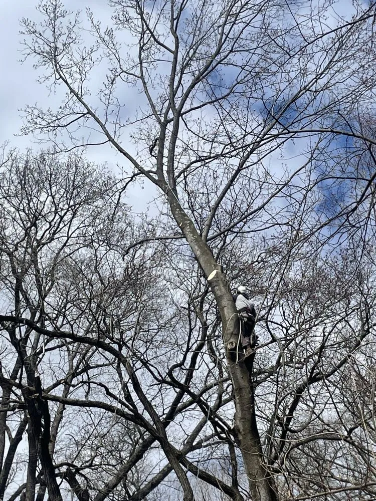 Slide of Figueroa Tree Solution Service