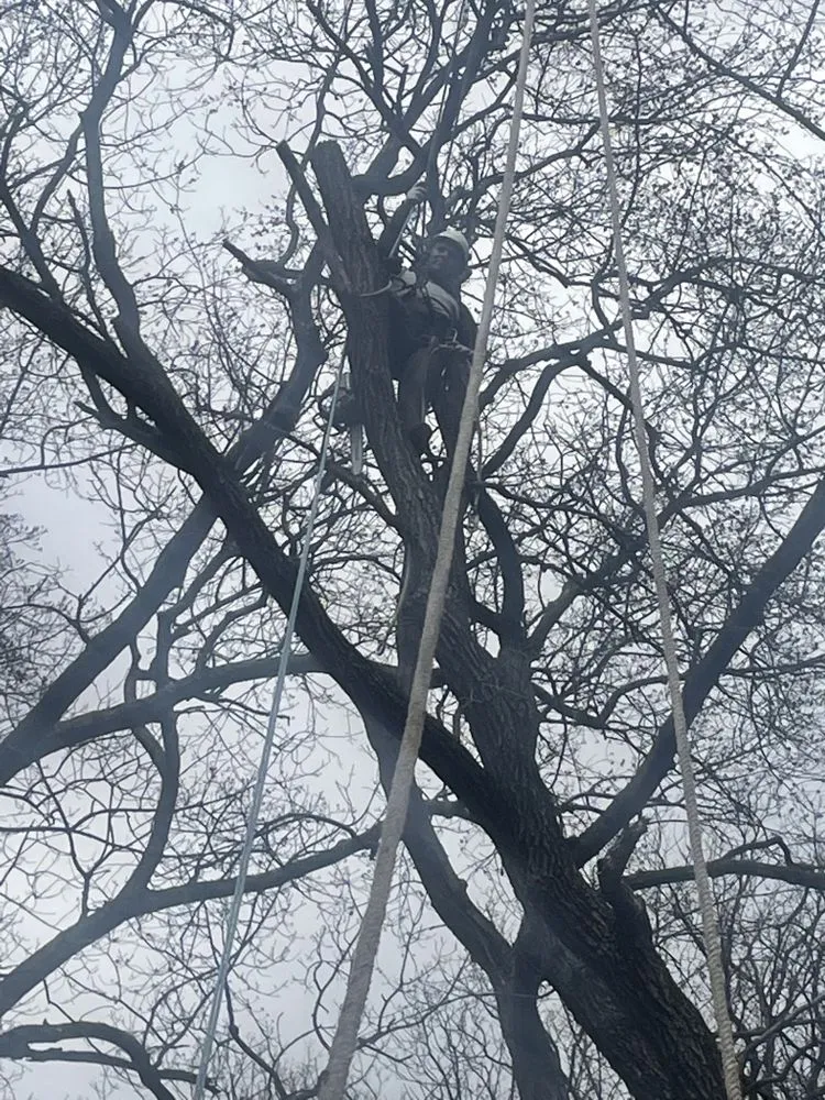 Slide of Figueroa Tree Solution Service