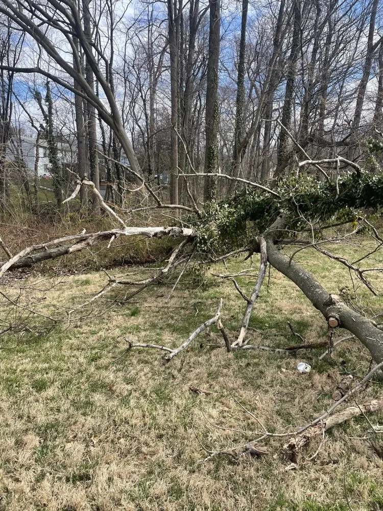 Slide of Figueroa Tree Solution Service