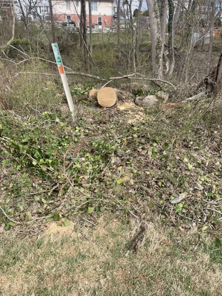 Slide of Figueroa Tree Solution Service