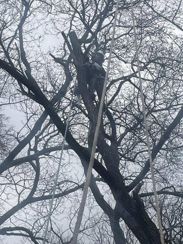 Slide of Figueroa Tree Solution Service