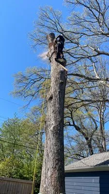 Figueroa Tree Solution Service