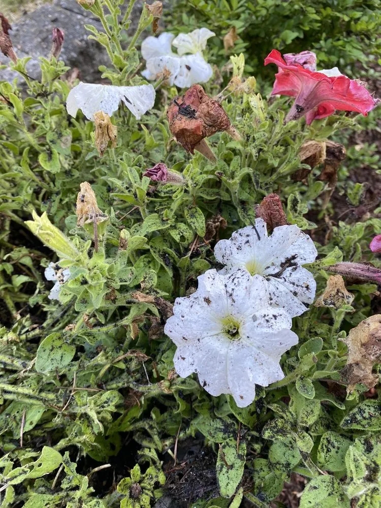 Slide of First Choice Roof Service