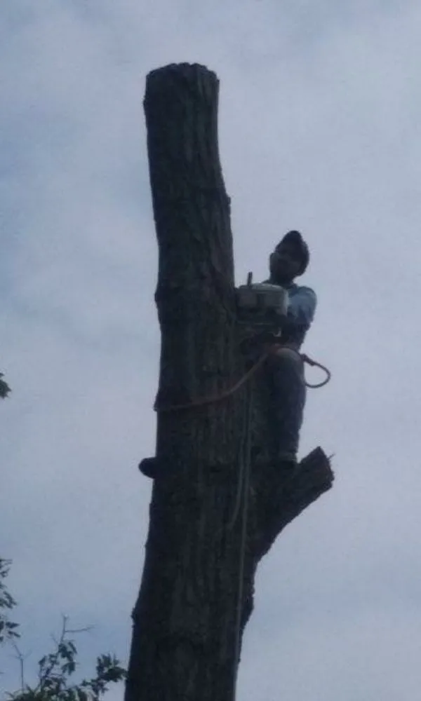 Slide of Flores Tree Service