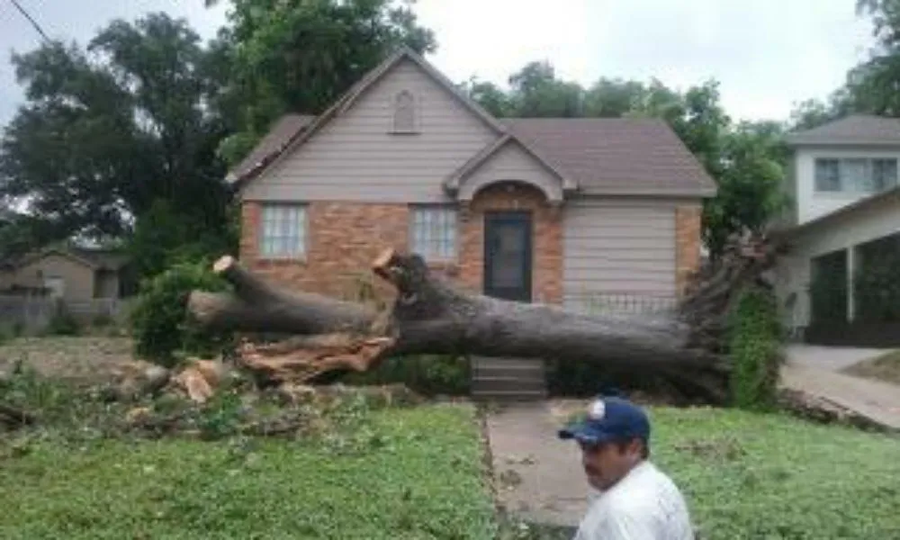 Slide of Flores Tree Service