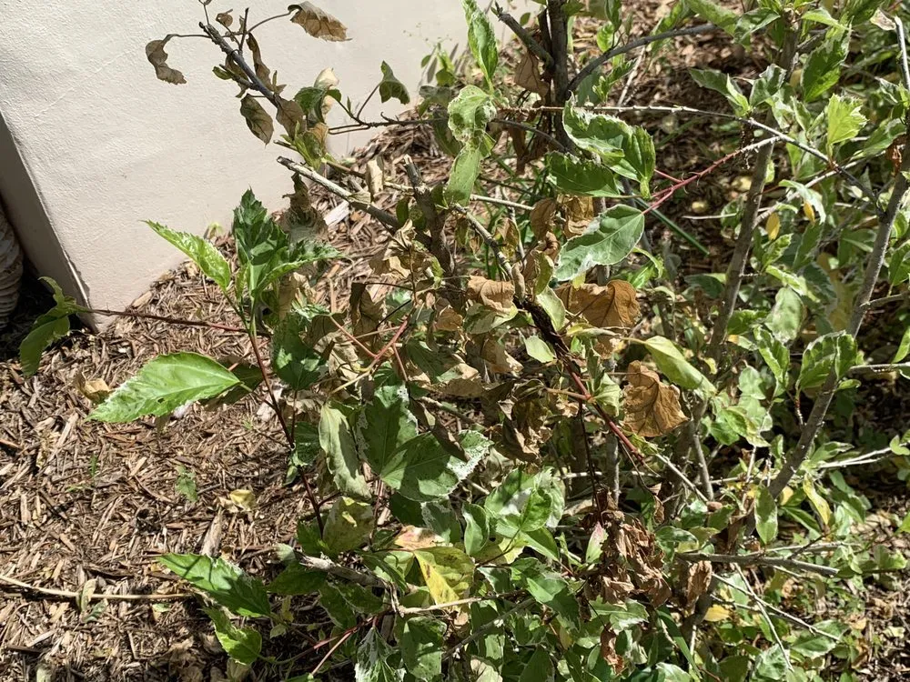 Slide of FoamBrite Roof Cleaning
