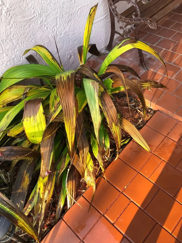 Slide of FoamBrite Roof Cleaning