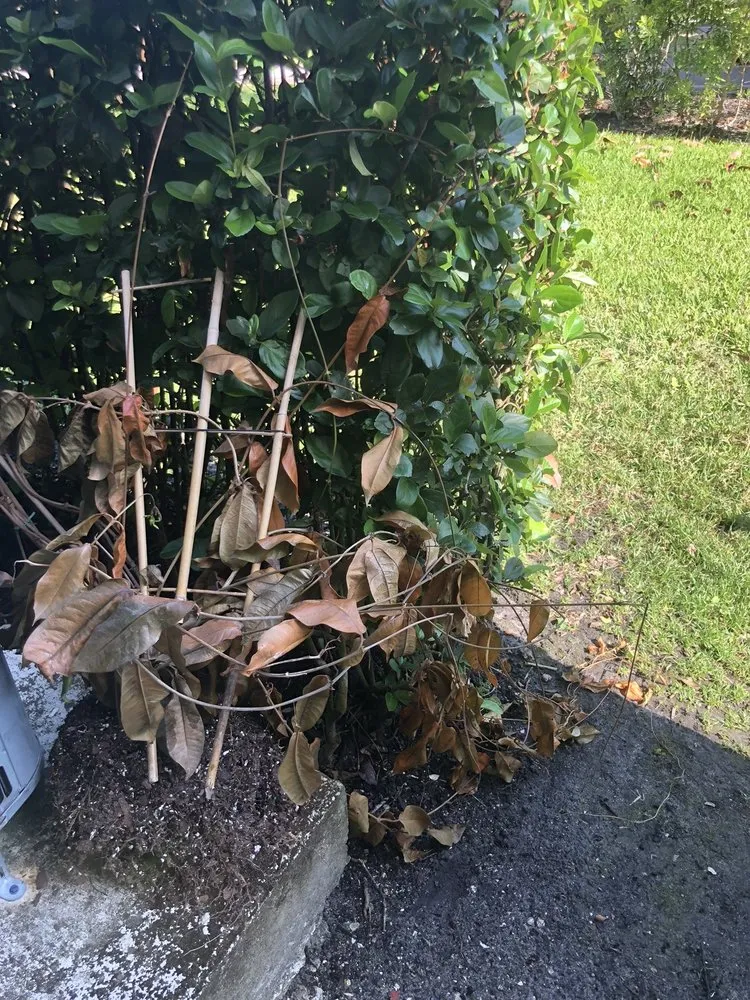 Slide of FoamBrite Roof Cleaning
