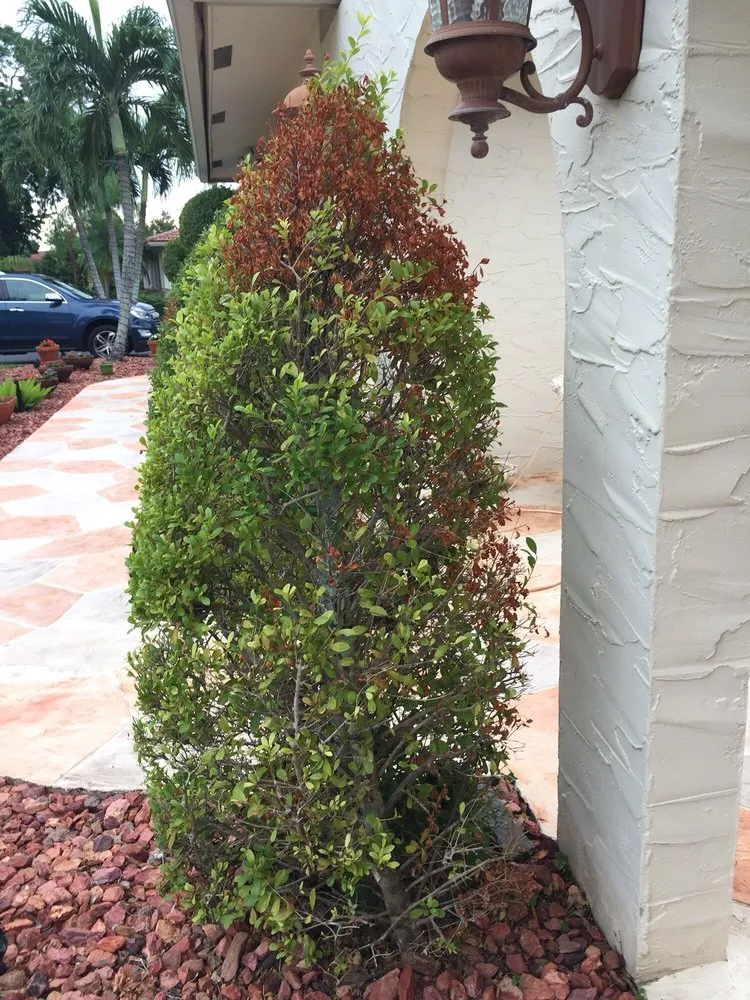 Slide of FoamBrite Roof Cleaning