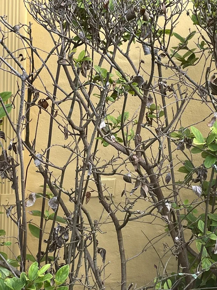 Slide of FoamBrite Roof Cleaning