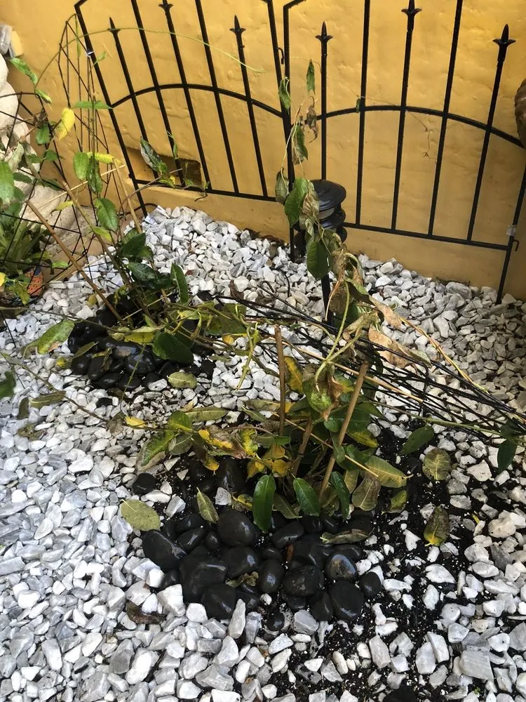 Slide of FoamBrite Roof Cleaning