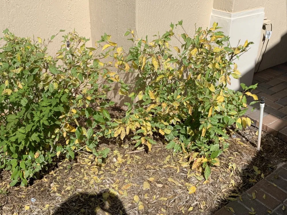 Slide of FoamBrite Roof Cleaning