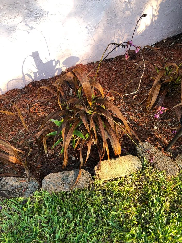 Slide of FoamBrite Roof Cleaning