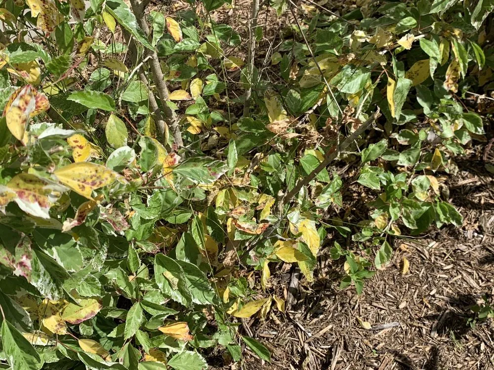 Slide of FoamBrite Roof Cleaning