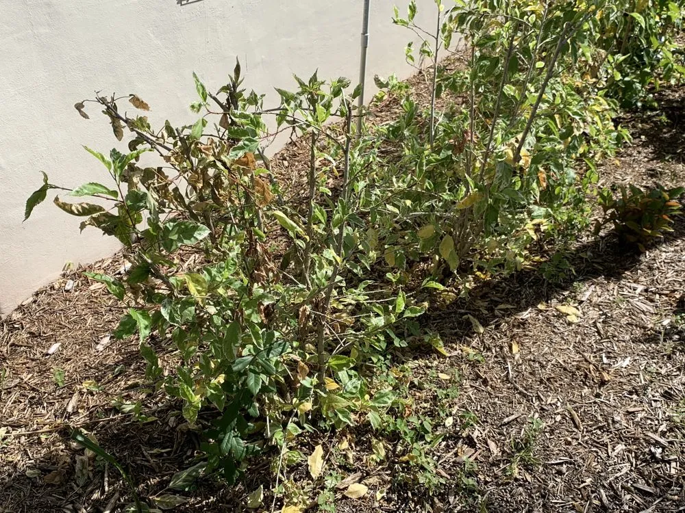 Slide of FoamBrite Roof Cleaning