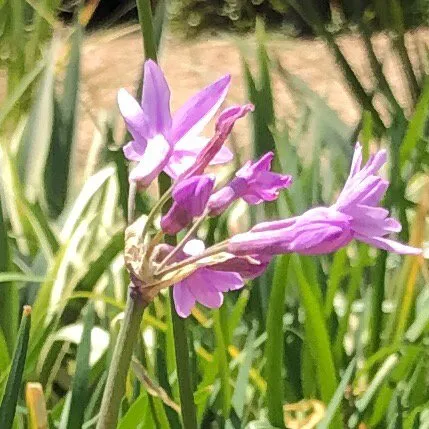 Slide of Foremost Outdoor Services