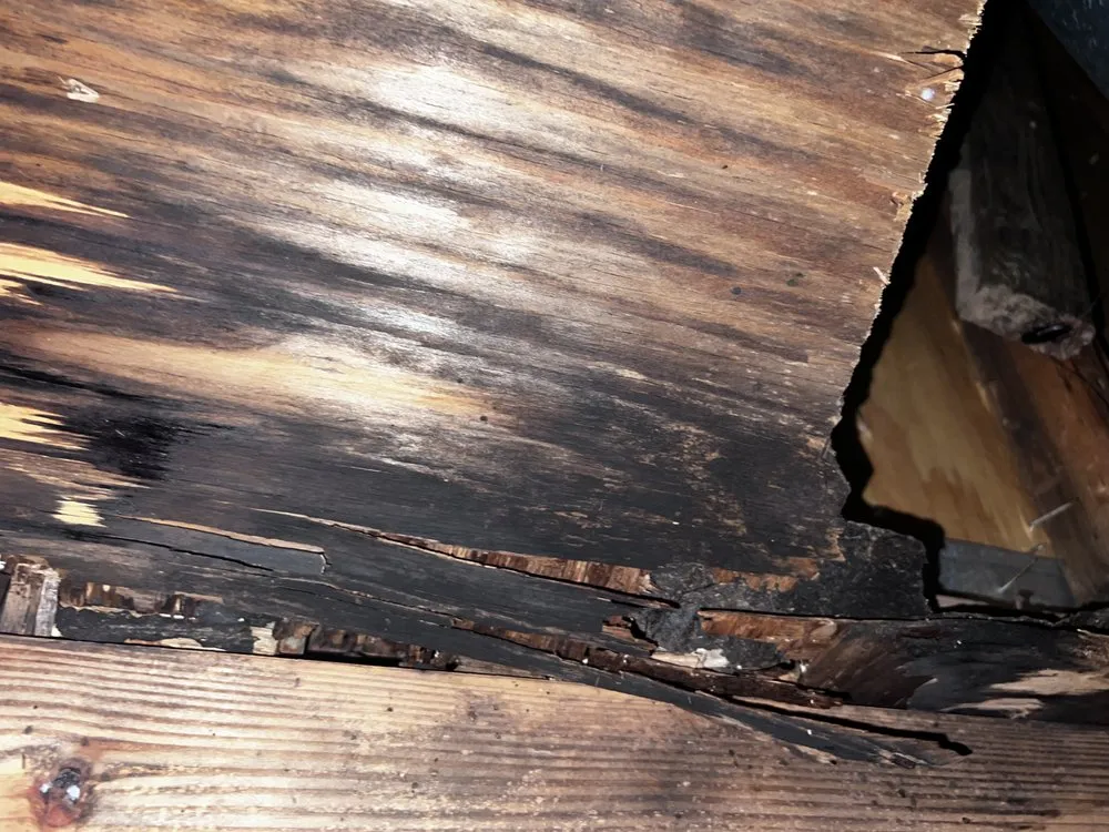 Slide of Fortified Solutions