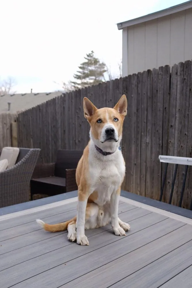 Slide of Freedom Deck Builders of Castle Rock