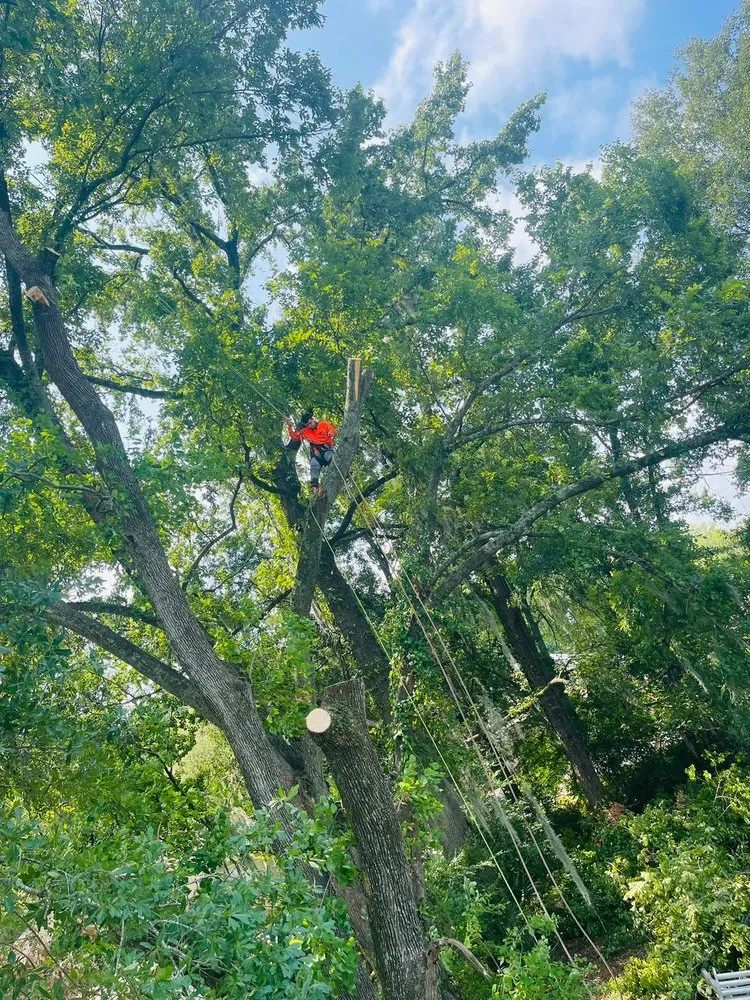 Slide of Funez Tree Service & More