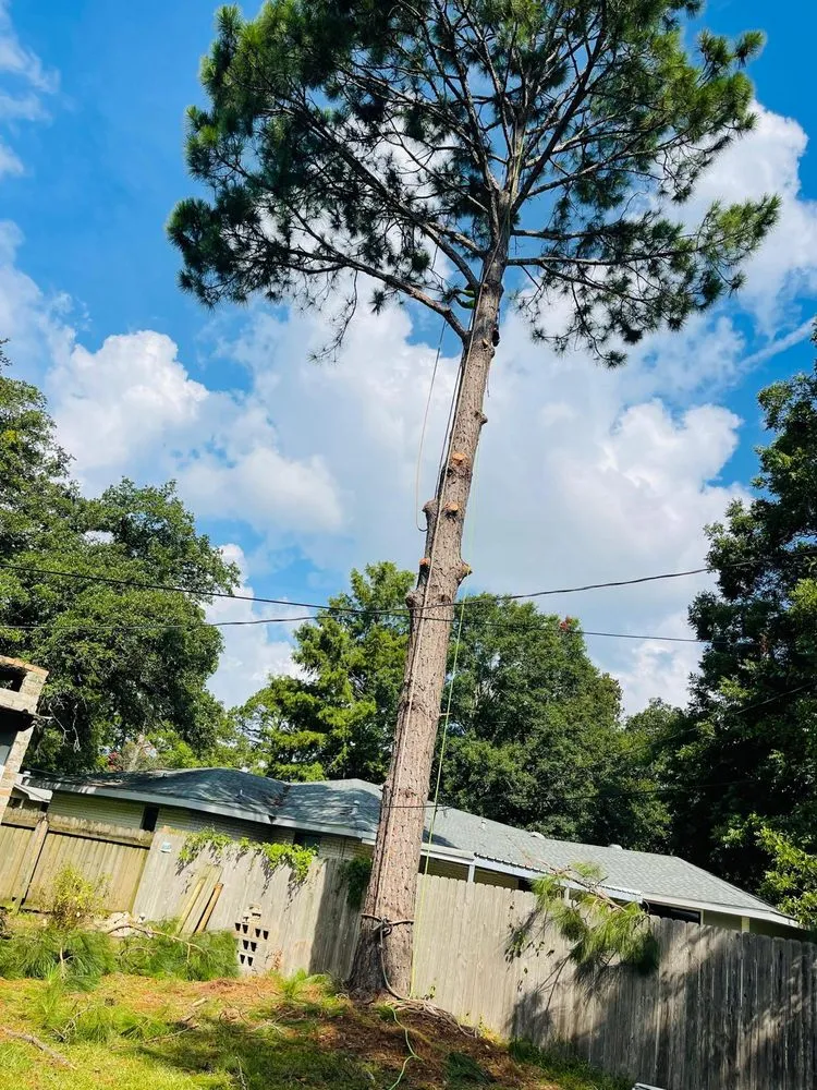 Slide of Funez Tree Service & More