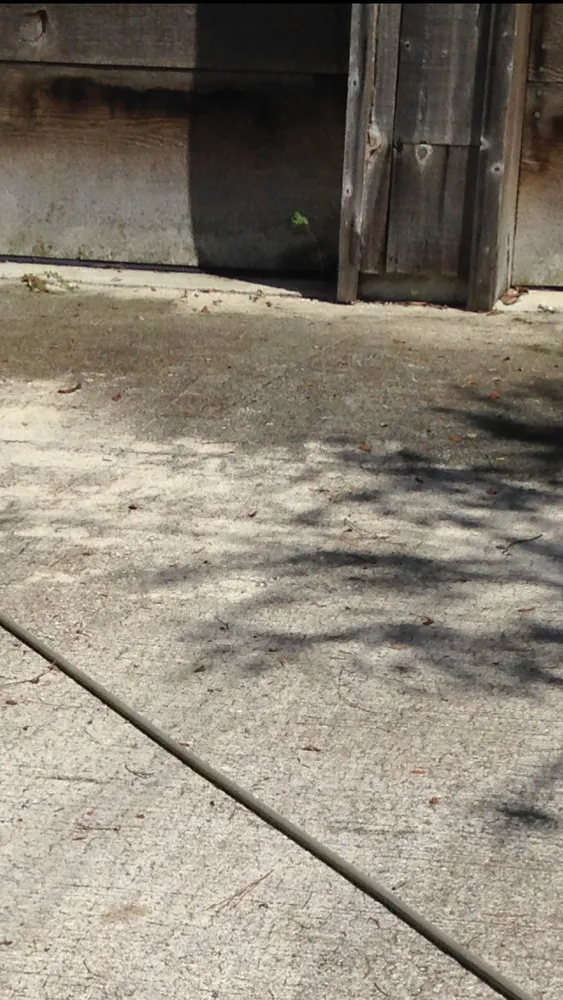 Slide of Gell Brothers