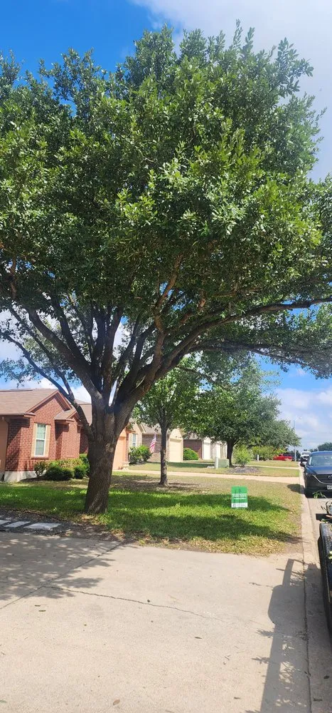 Slide of Gladiator Tree Experts & Landscaping