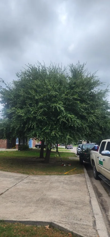 Slide of Gladiator Tree Experts & Landscaping