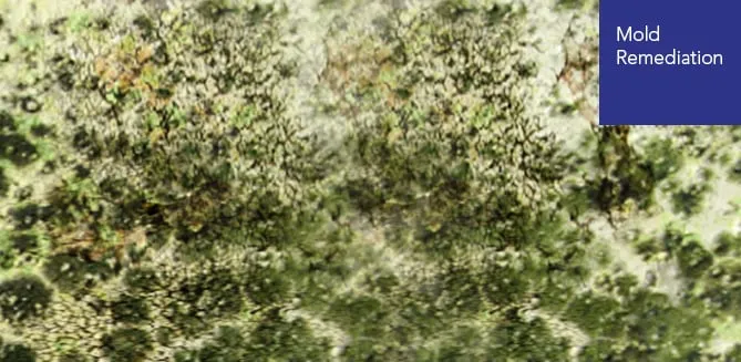 Slide of Global Restoration