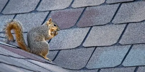 Slide of Global Roofing