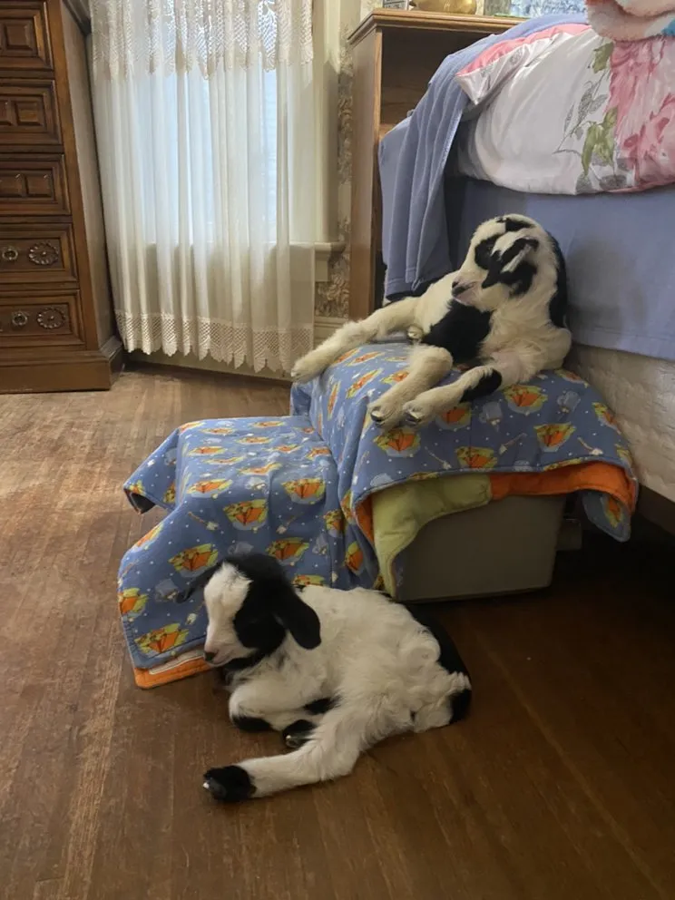 Slide of Goat Crazy Roofing