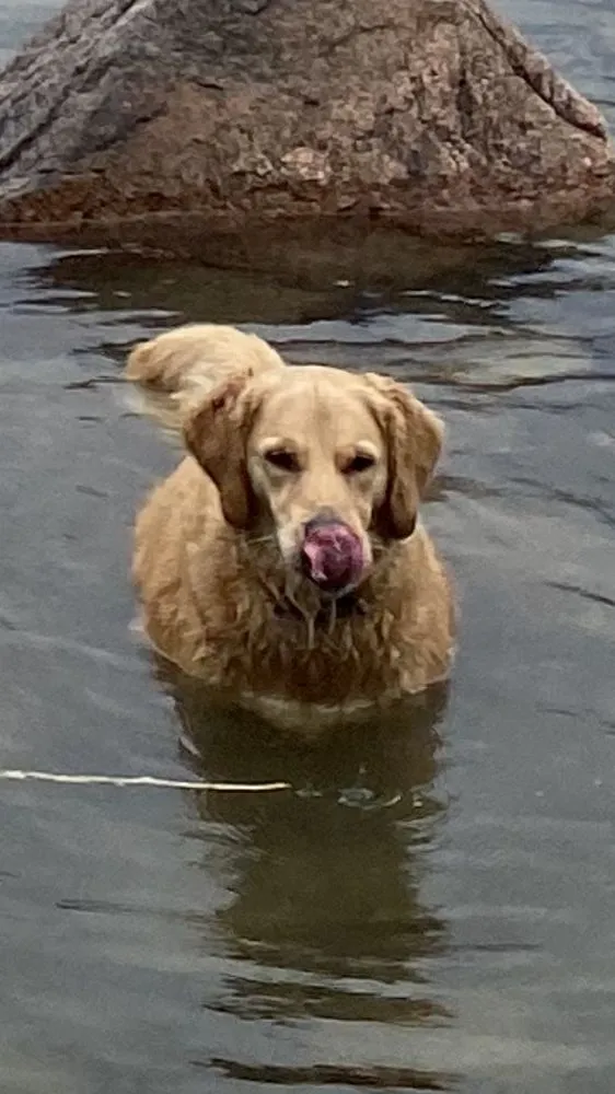 Slide of Golden Roofing