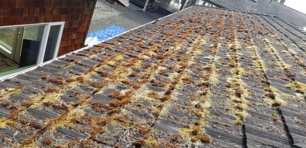 Slide of Grace Roof Cleaning