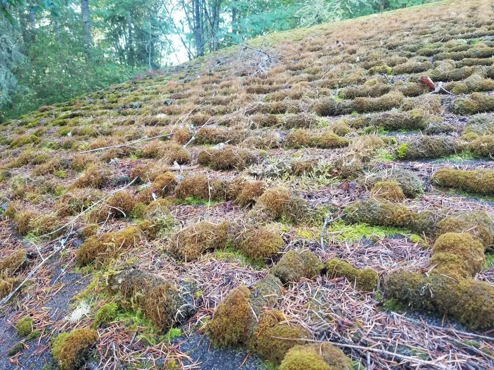 Slide of Grace Roof Cleaning