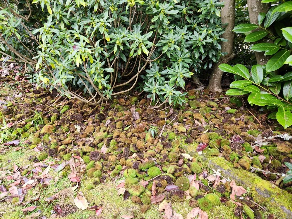 Slide of Grace Roof Cleaning