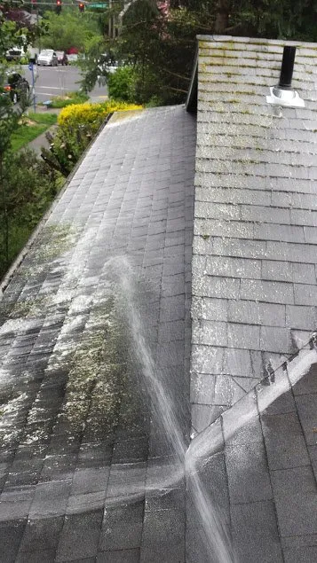 Slide of Green and Clean Moss Removal