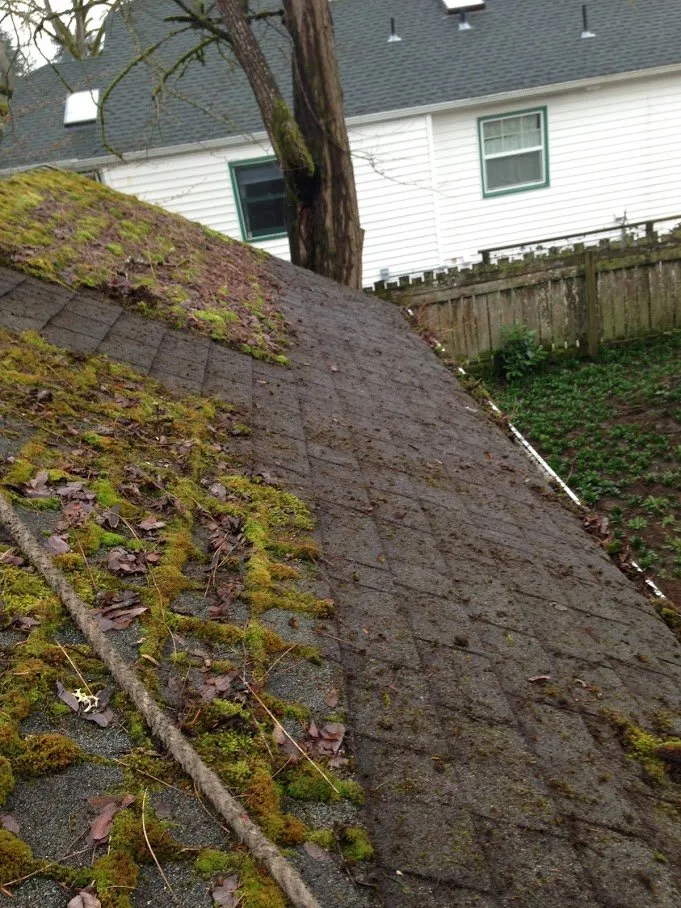 Slide of Green and Clean Moss Removal