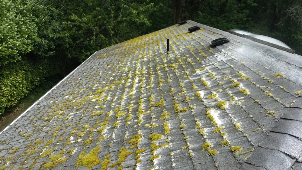 Slide of Green and Clean Moss Removal