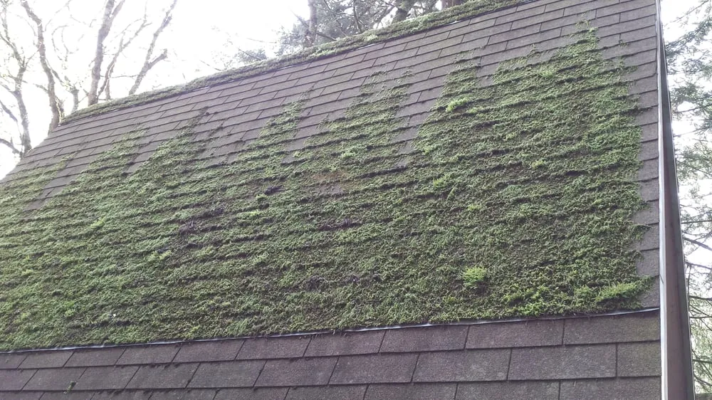 Slide of Green and Clean Moss Removal