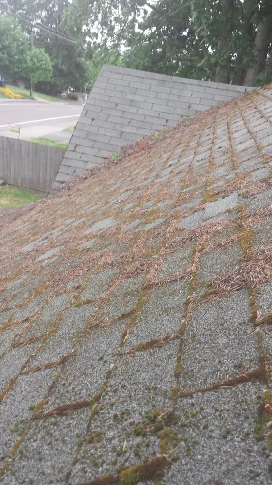 Slide of Green and Clean Moss Removal