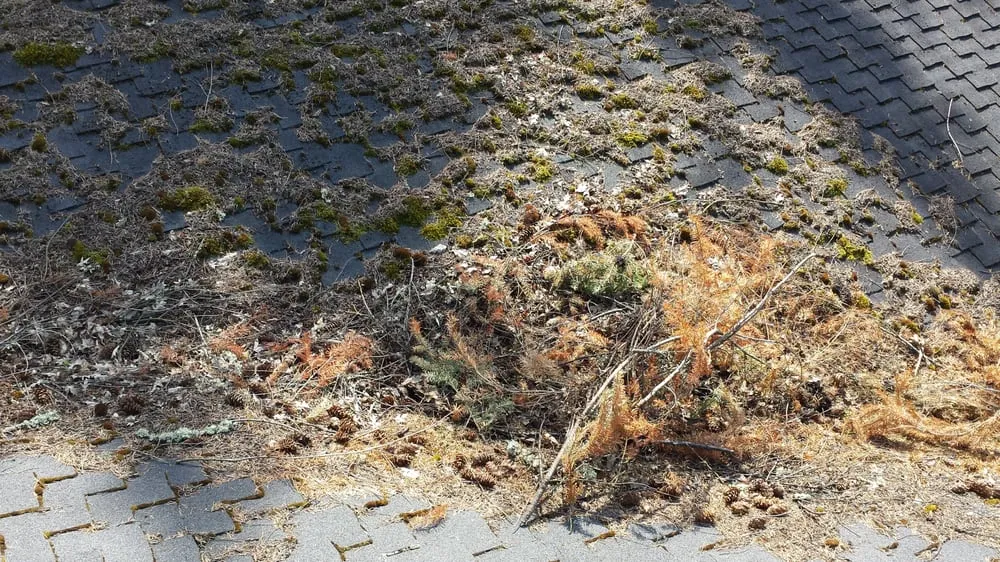 Slide of Green and Clean Moss Removal